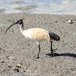 Ibis à cou noir