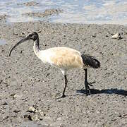 Australian White Ibis