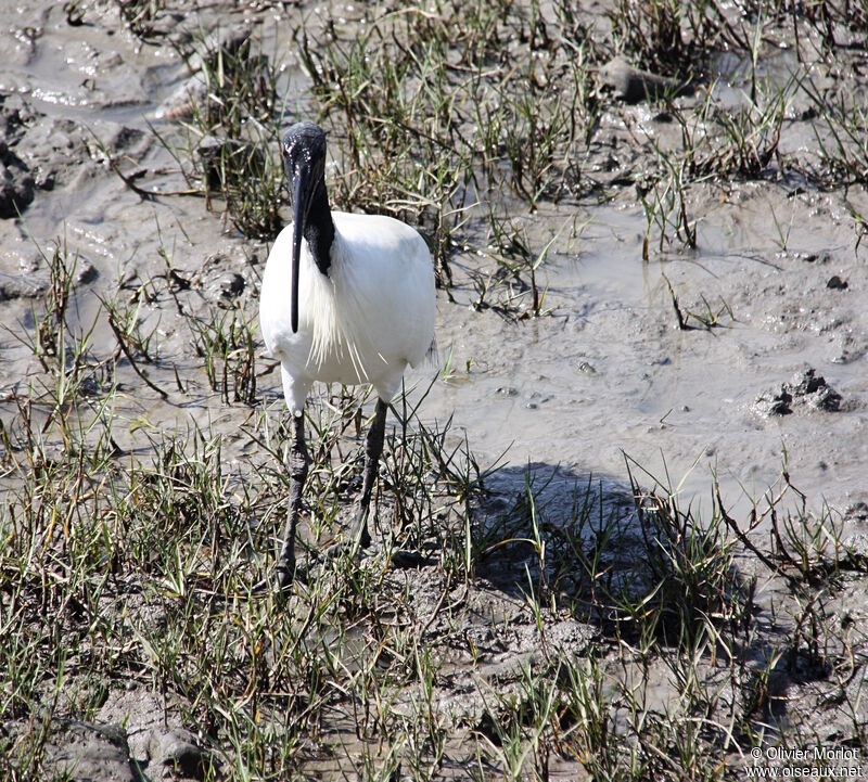 Ibis à cou noir