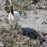 Ibis à cou noir