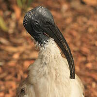 Ibis à cou noir