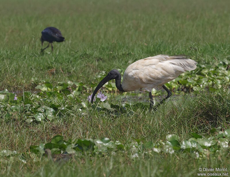 Ibis à tête noire