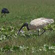 Ibis à tête noire