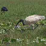 Ibis à tête noire