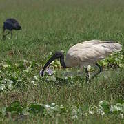 Black-headed Ibis