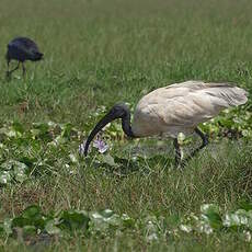 Ibis à tête noire