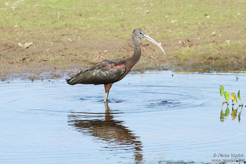 Ibis falcinelle