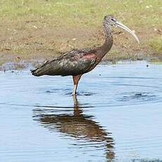 Ibis falcinelle