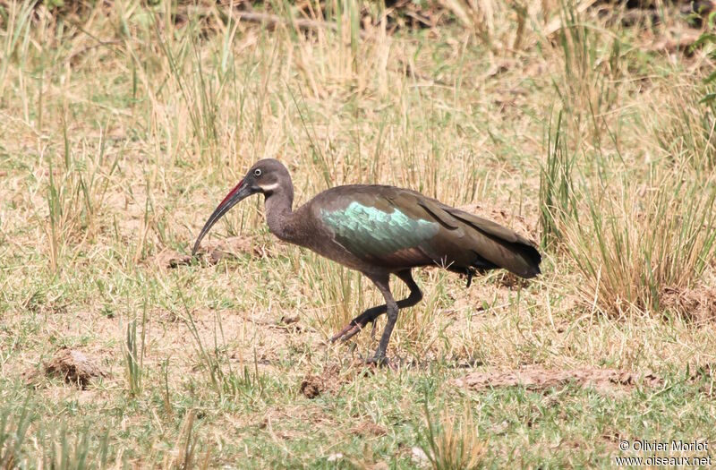 Hadada Ibis