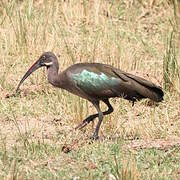 Hadada Ibis