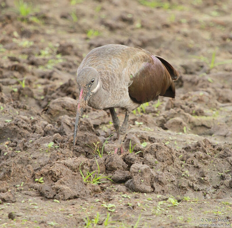 Hadada Ibis