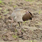 Hadada Ibis