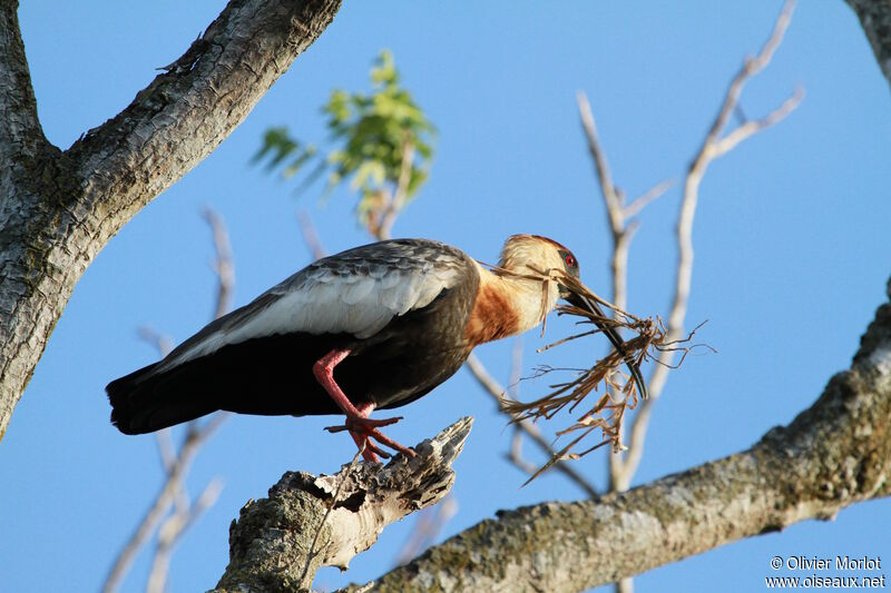 Buff-necked Ibis