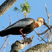 Buff-necked Ibis