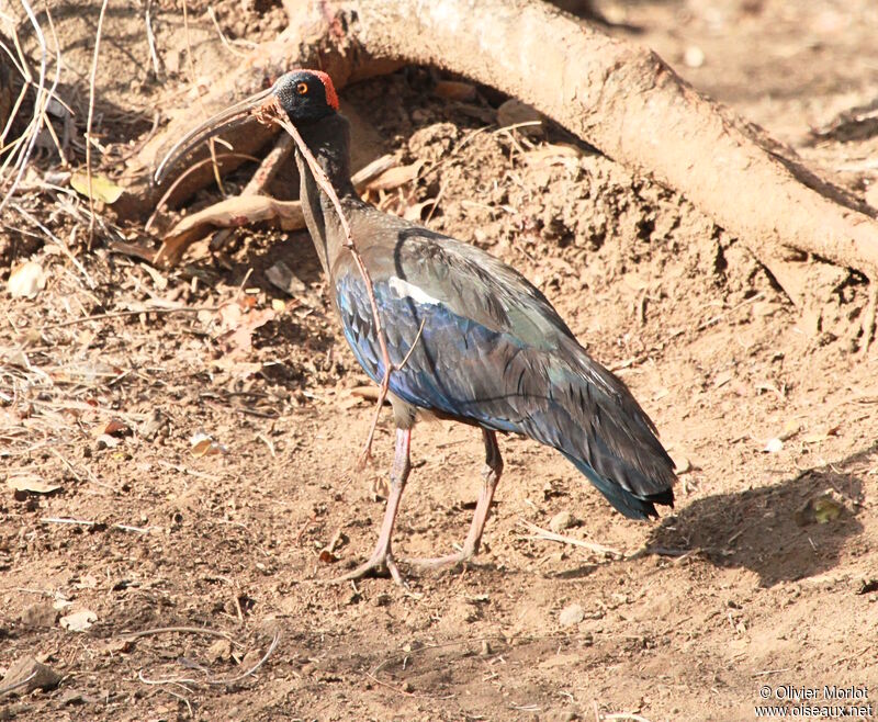 Red-naped Ibis