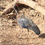 Red-naped Ibis