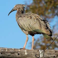 Ibis plombé