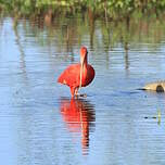 Ibis rouge