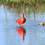 Scarlet Ibis