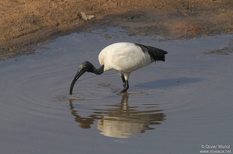 Ibis sacré