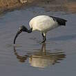 Ibis sacré