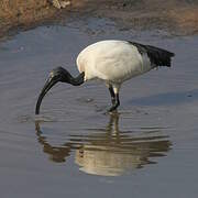 African Sacred Ibis