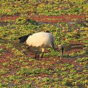 African Sacred Ibis