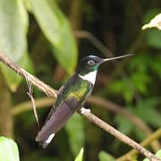 Collared Inca