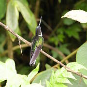 Collared Inca