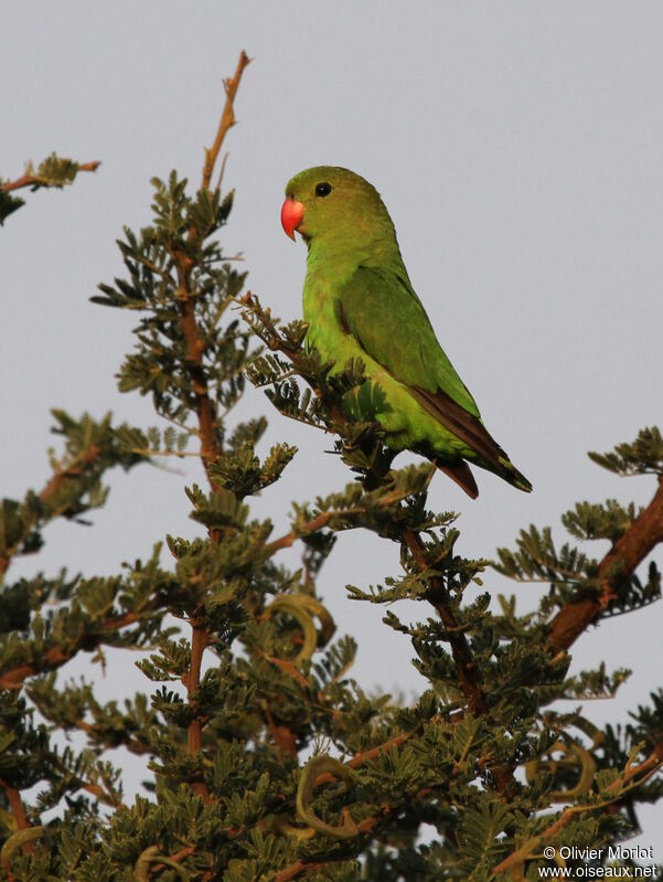 Black-winged Lovebird