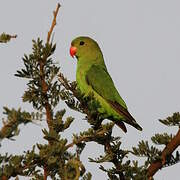 Black-winged Lovebird