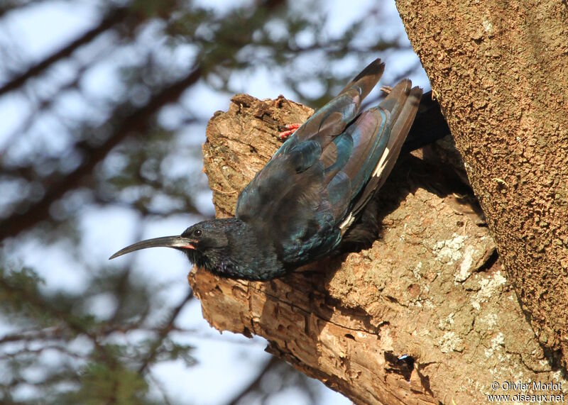 Black-billed Wood Hoopoe