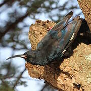 Black-billed Wood Hoopoe