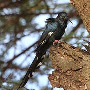 Black-billed Wood Hoopoe