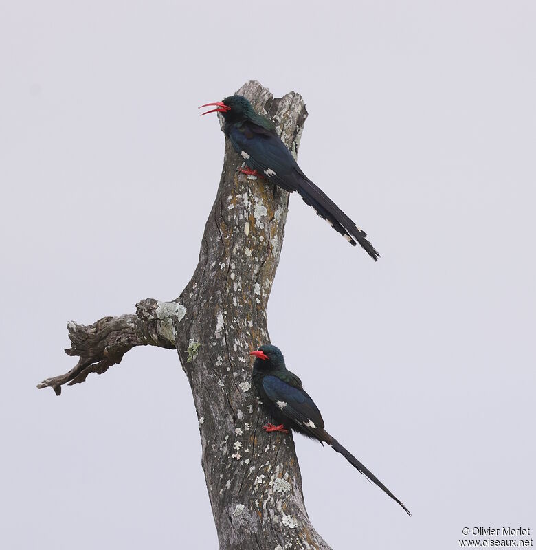 Green Wood Hoopoe