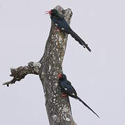 Green Wood Hoopoe