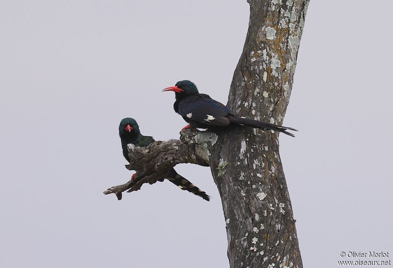 Green Wood Hoopoe