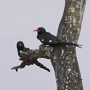 Green Wood Hoopoe