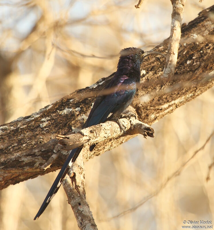 Common Scimitarbill