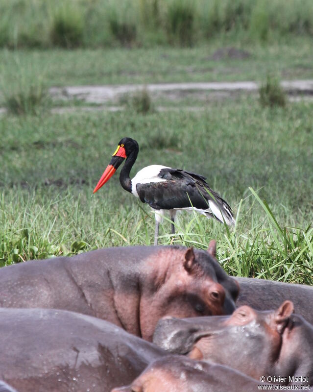 Jabiru d'Afrique