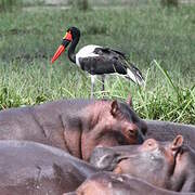 Saddle-billed Stork