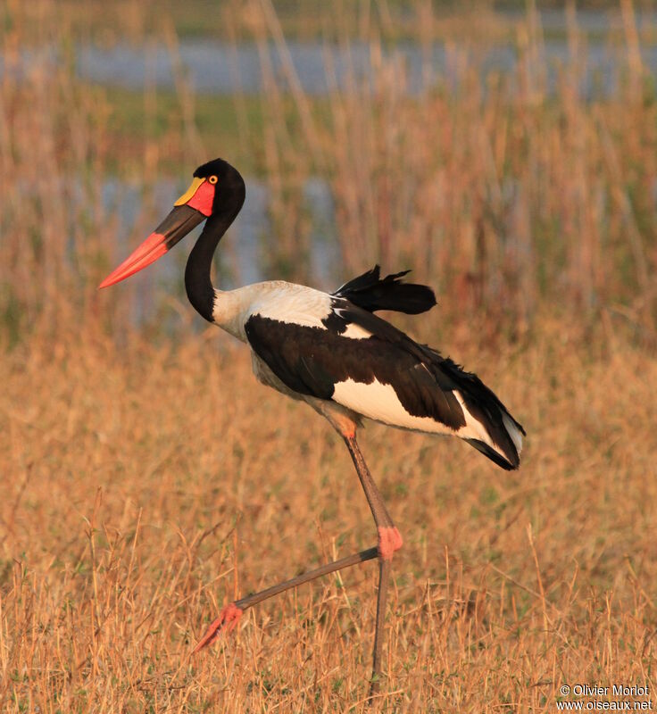 Jabiru d'Afrique