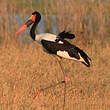 Jabiru d'Afrique