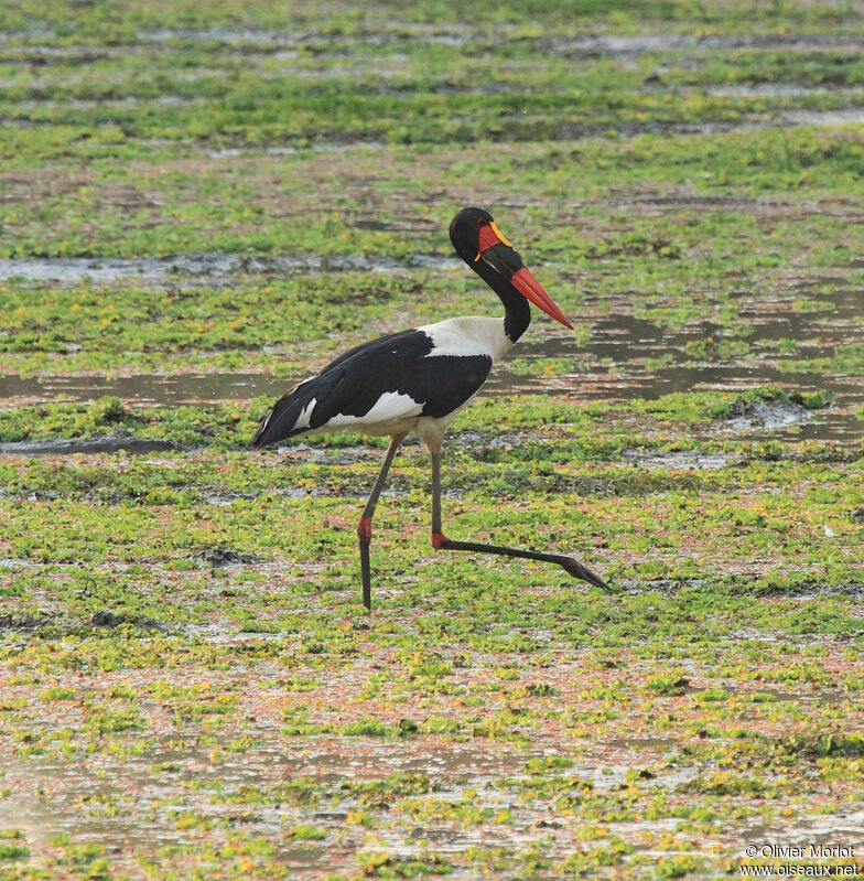 Saddle-billed Stork