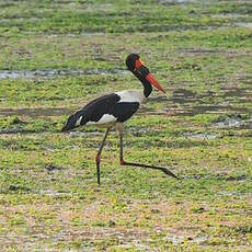 Jabiru d'Afrique