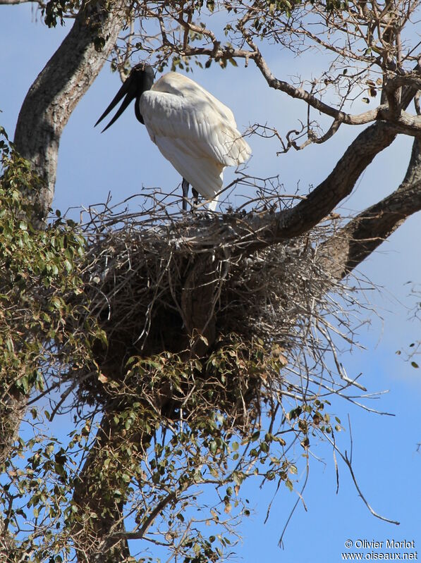 Jabiru