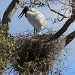 Jabiru d'Amérique