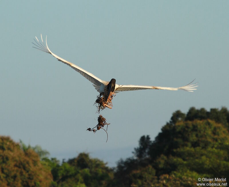 Jabiru