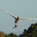 Jabiru d'Amérique