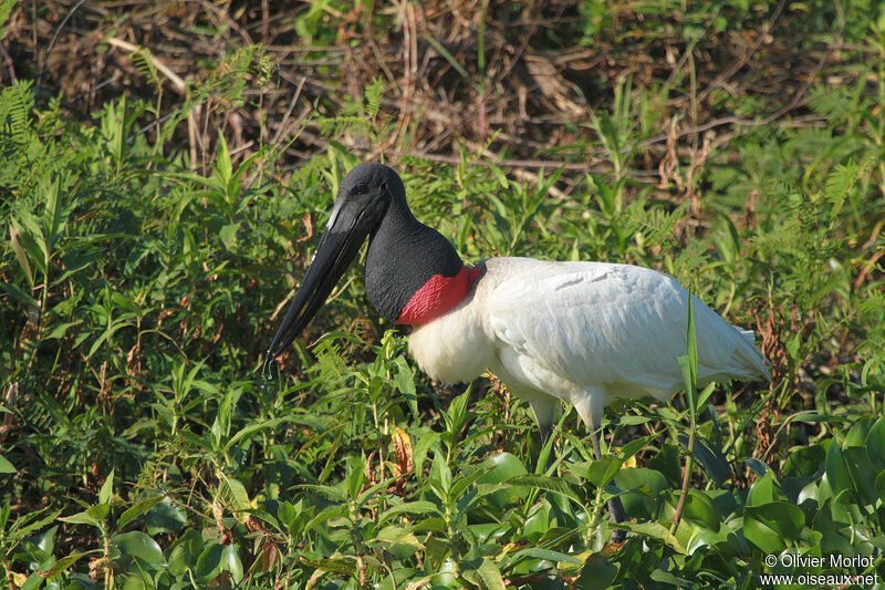 Jabiru d'Amérique